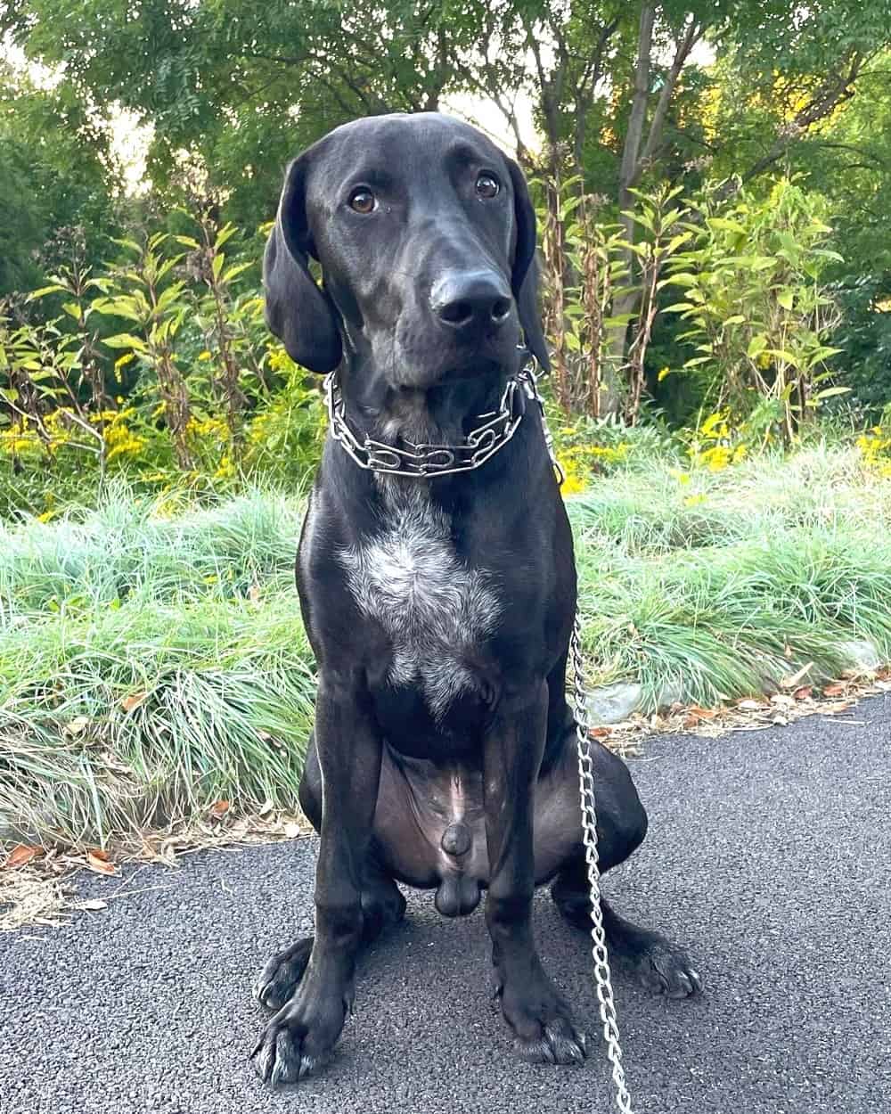 Lab Hound Mix Breed Information, Pictures, Traits & Facts