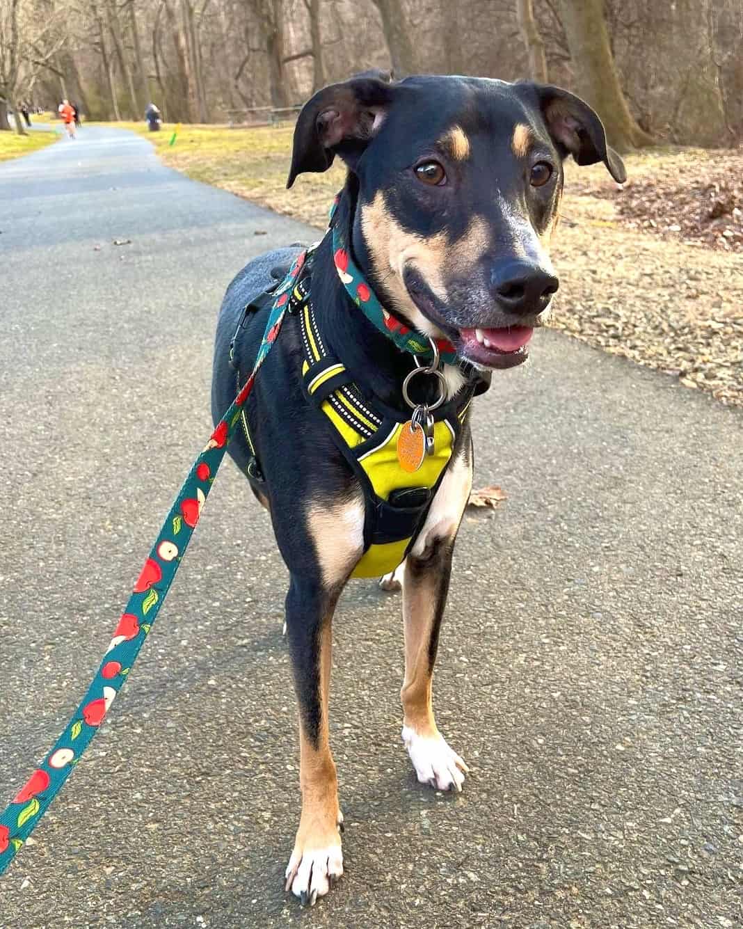 Lab Hound Mix Breed Information, Pictures, Traits & Facts