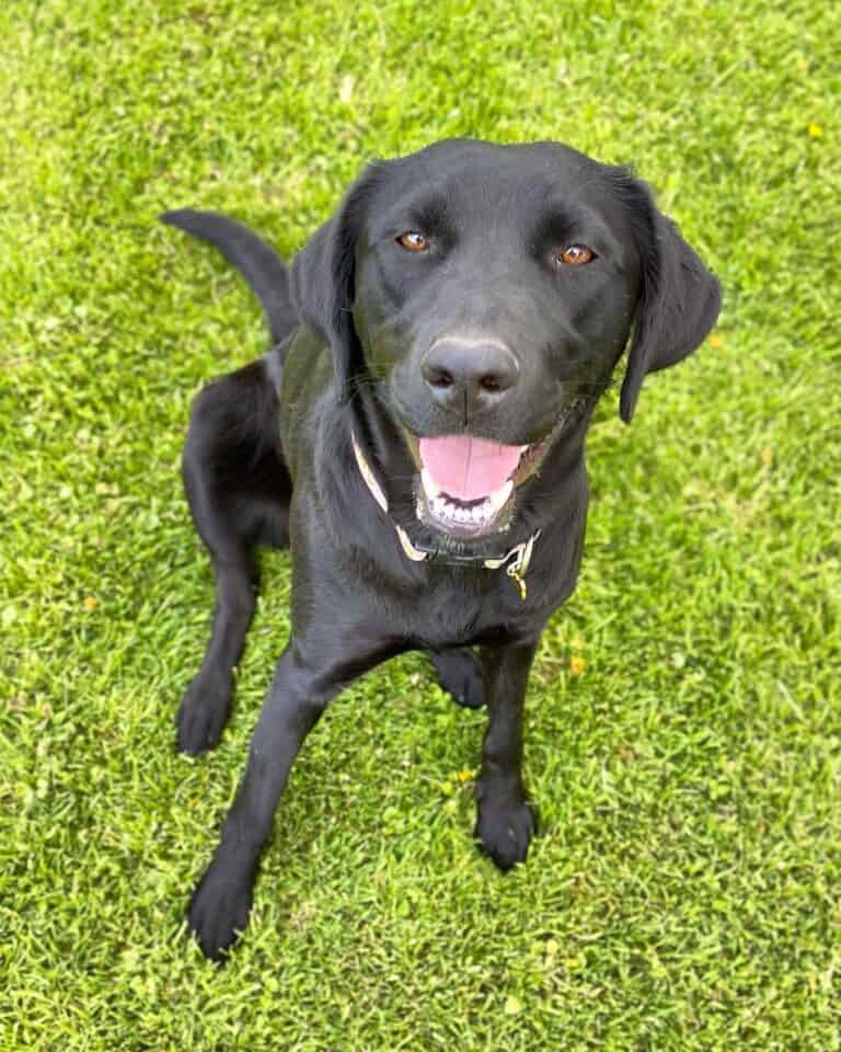 Lab Hound Mix Breed Information, Pictures, Traits & Facts