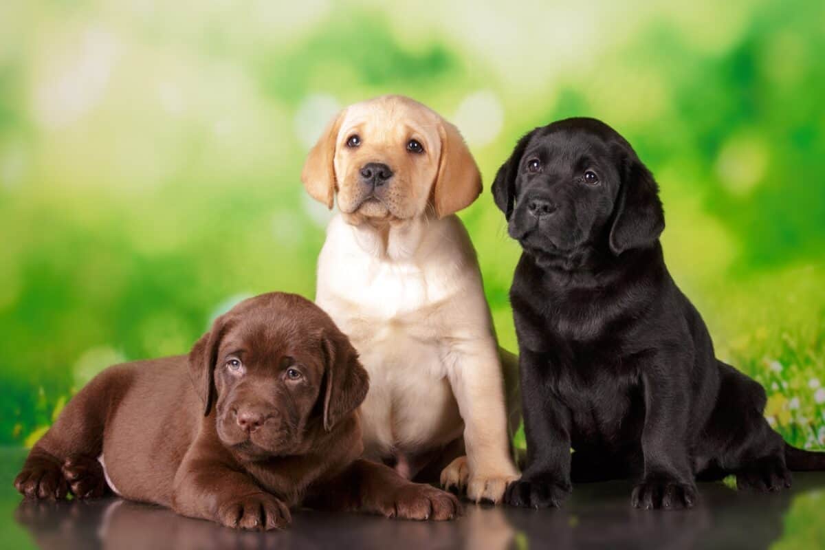 13 Labrador Retriever Colors Patterns With Pictures 