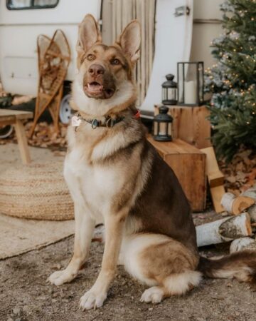 21 German Shepherd Colors & Markings (With Pictures!)