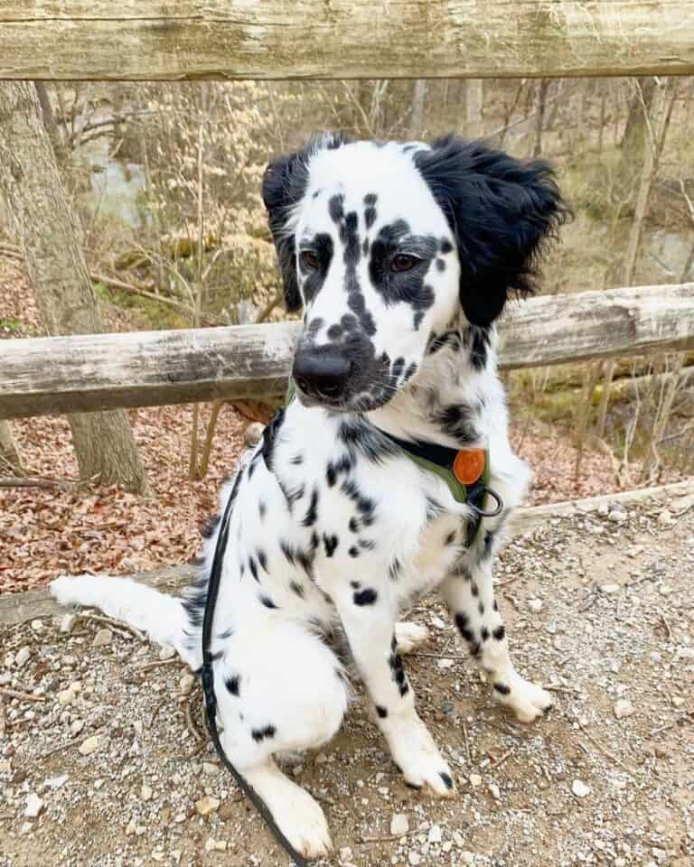 LongHaired Dalmatians Info, Pictures & Facts