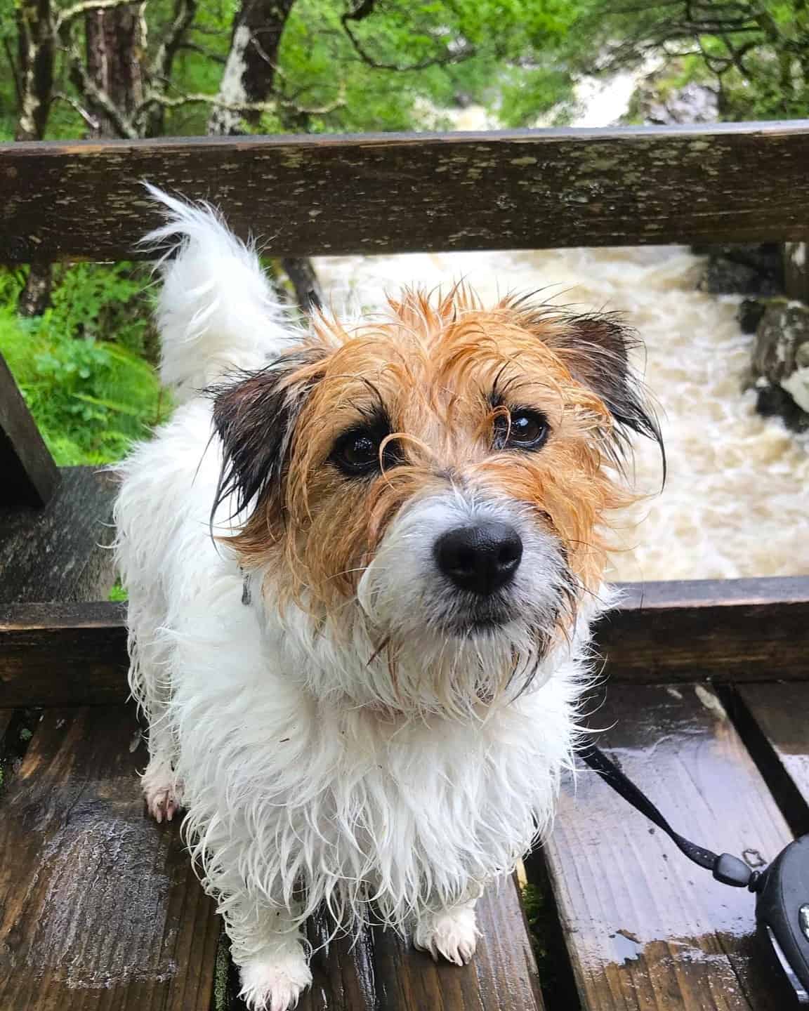 LongHaired Jack Russell Terrier Info, Pictures, Traits & Facts