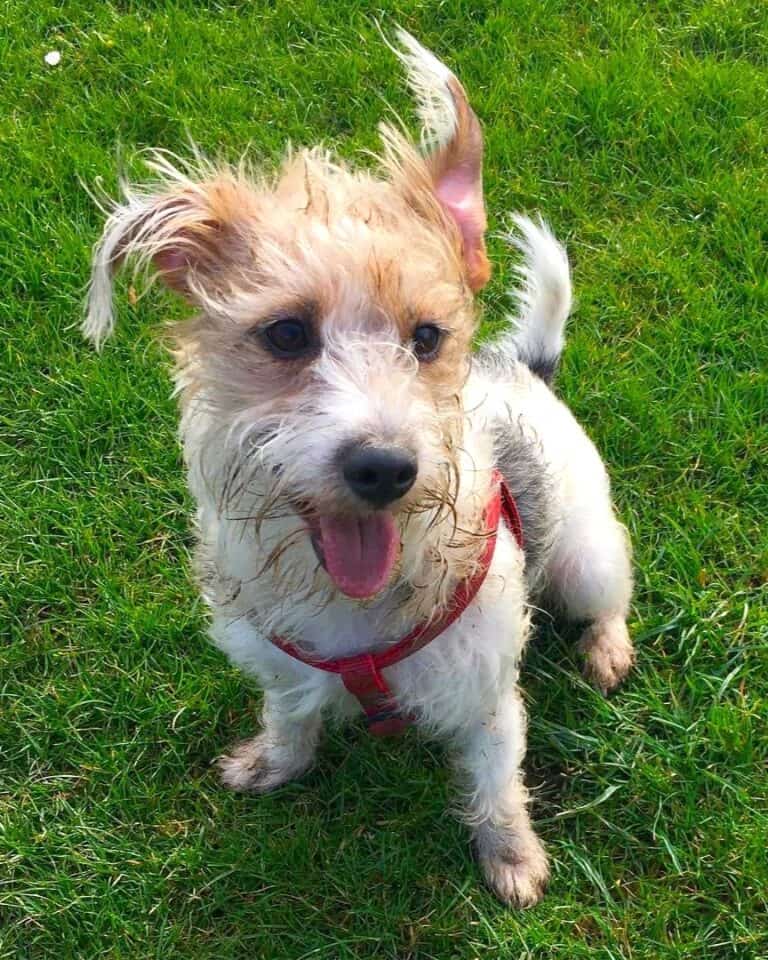 LongHaired Jack Russell Terrier Info, Pictures, Traits & Facts