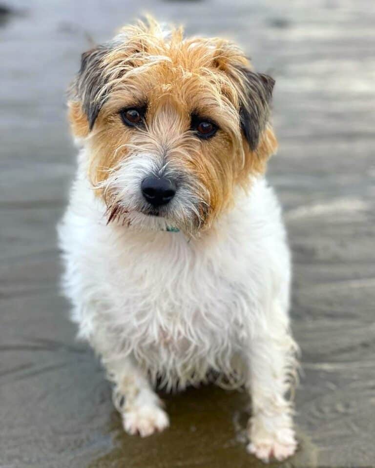 LongHaired Jack Russell Terrier Info, Pictures, Traits & Facts