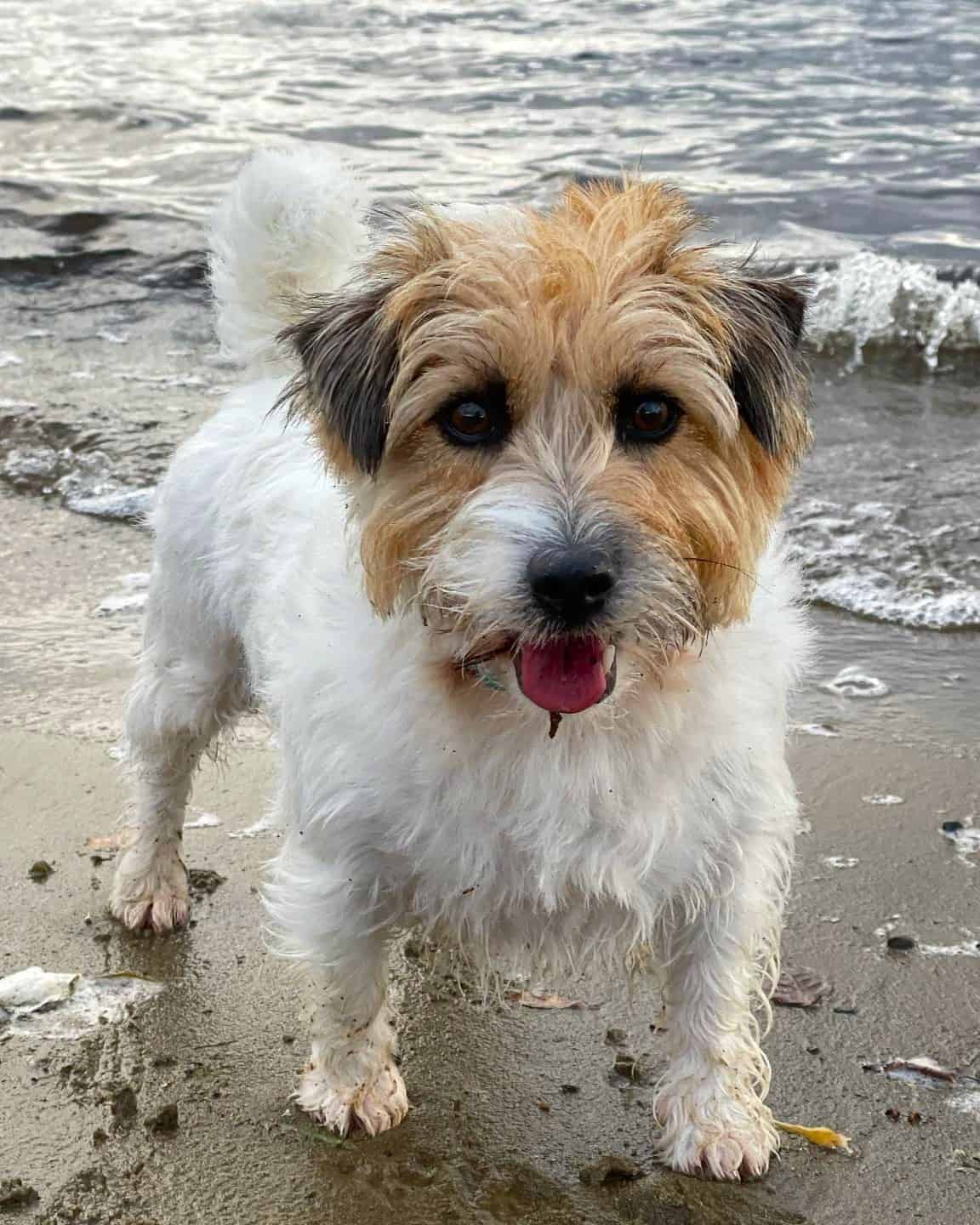 LongHaired Jack Russell Terrier Info, Pictures, Traits & Facts