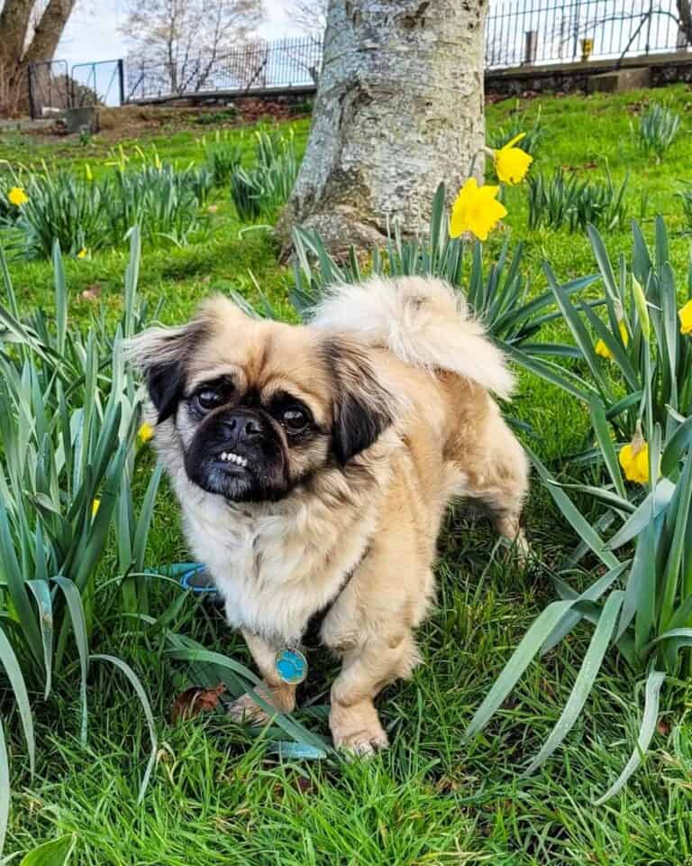 LongHaired Pug Myth or Truth? Everything You Need to Know