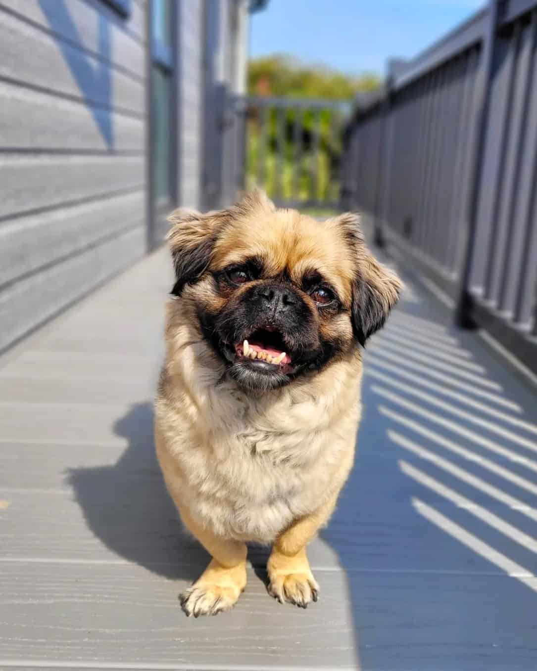 LongHaired Pug Myth or Truth? Everything You Need to Know