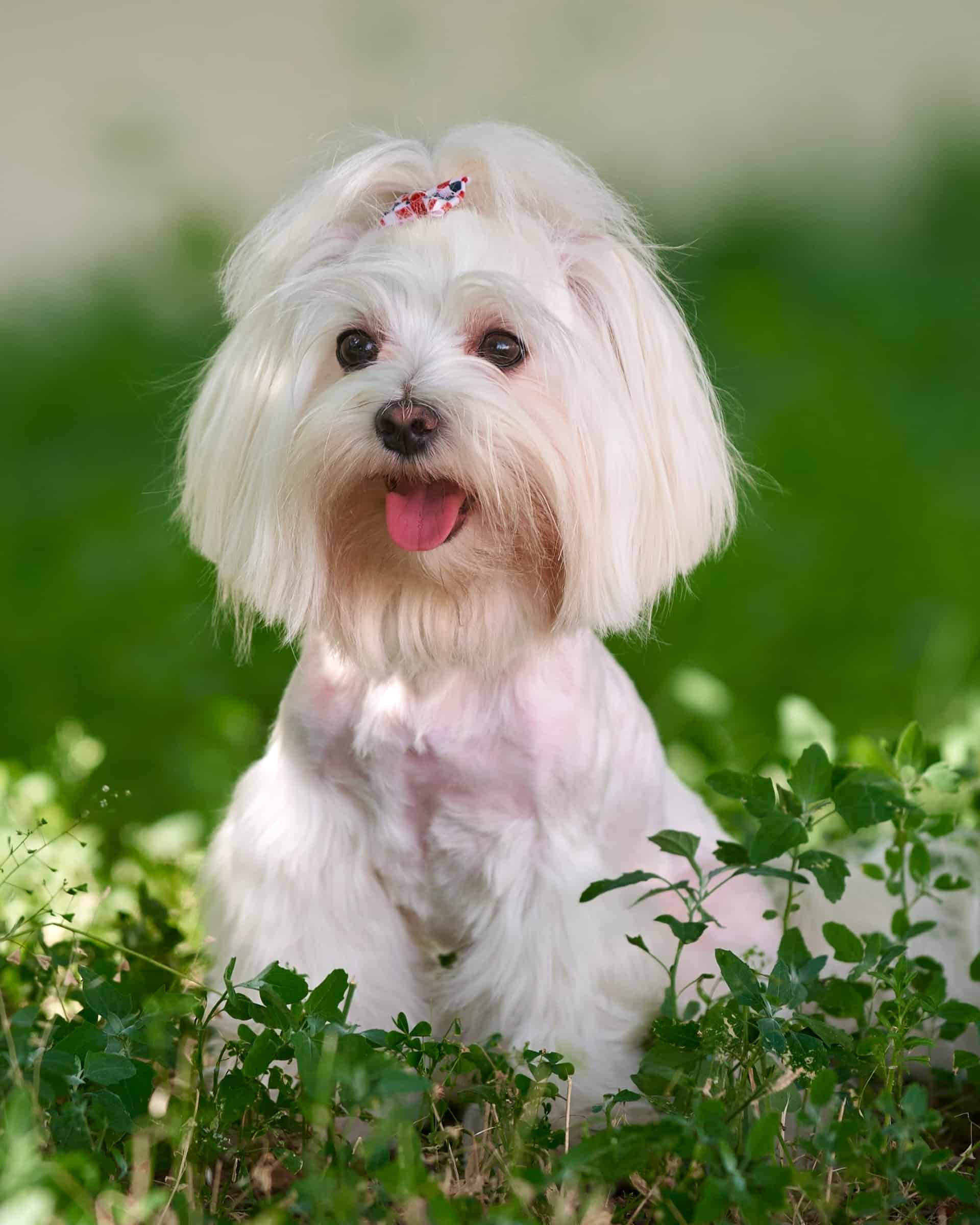 16 Small Dog Breeds With Long Hair (With Pictures)