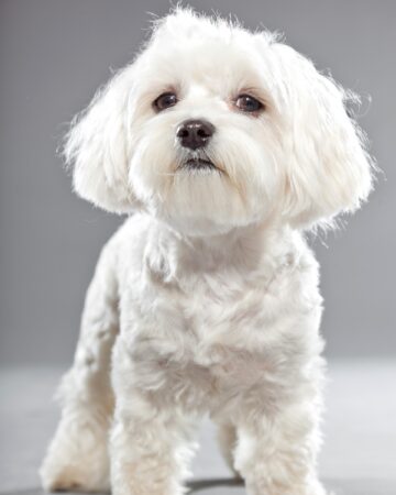 51 Best Maltese Haircuts With Pictures! (2025 Updated)