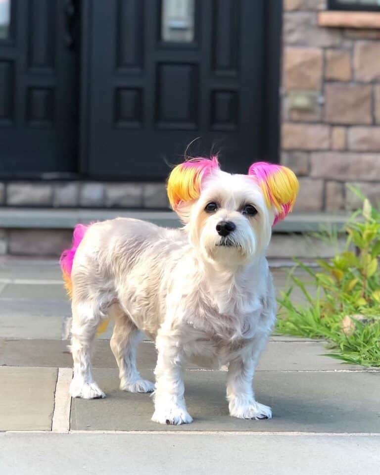 10 Best Morkie Haircuts With Pictures! (2024 Updated)