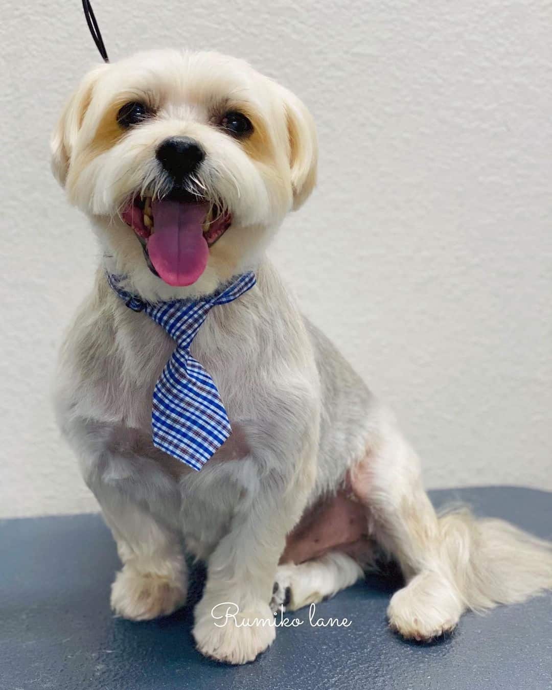 10 Best Morkie Haircuts With Pictures! (2024 Updated)