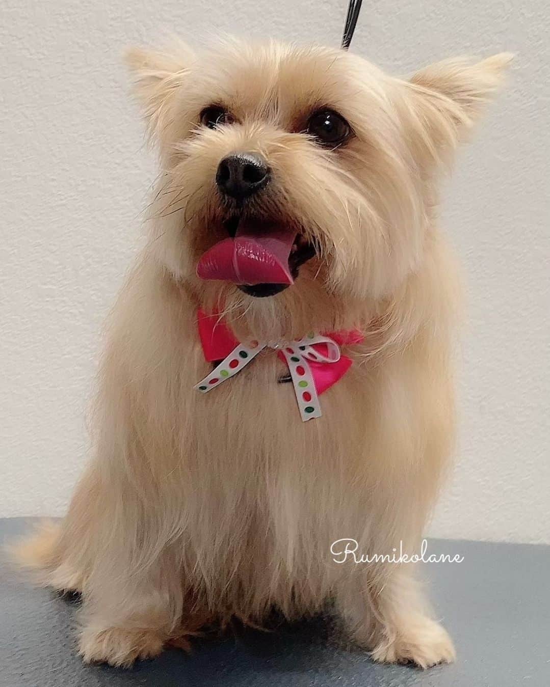 10 Best Morkie Haircuts With Pictures! (2024 Updated)