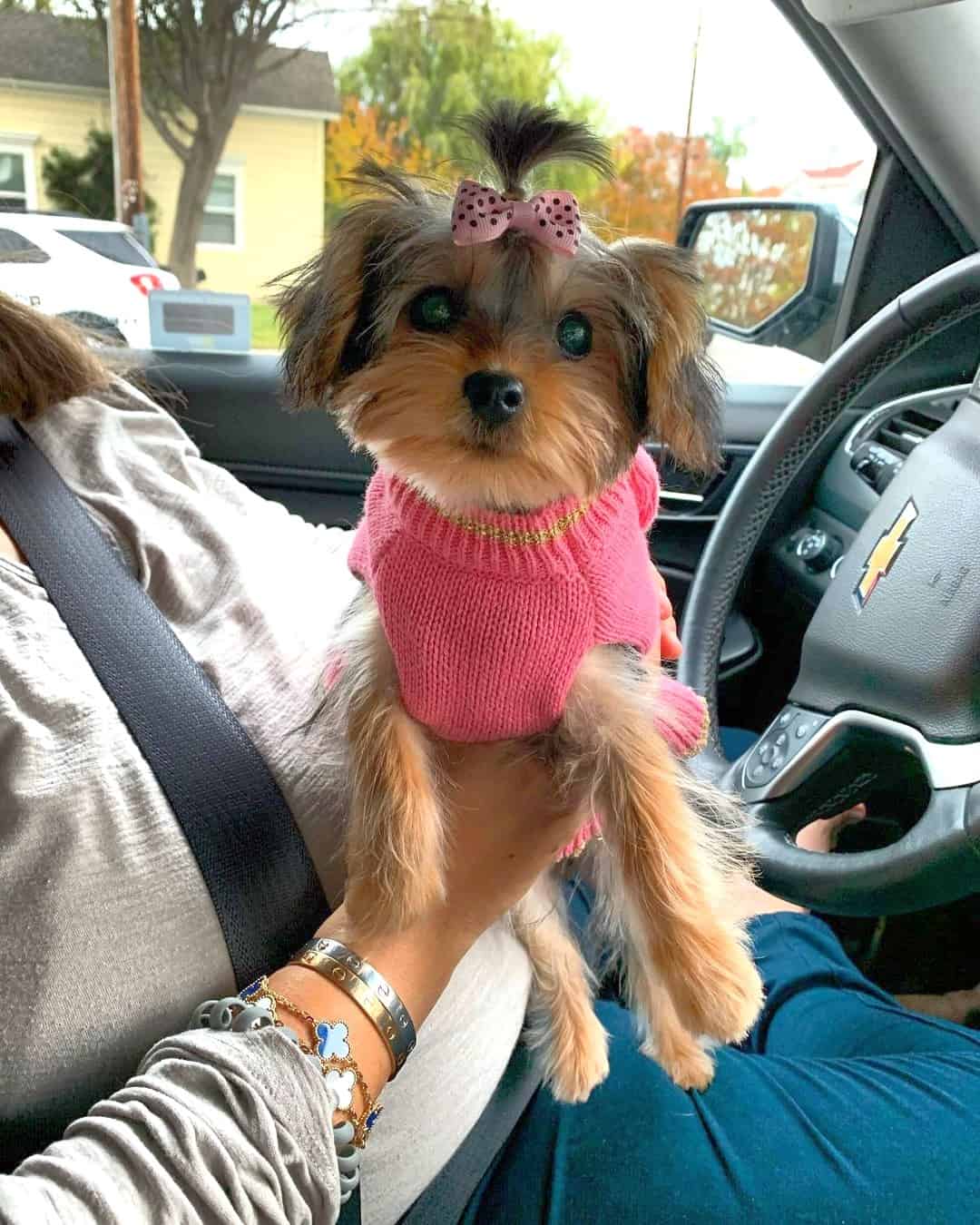 10 Best Morkie Haircuts With Pictures! (2024 Updated)