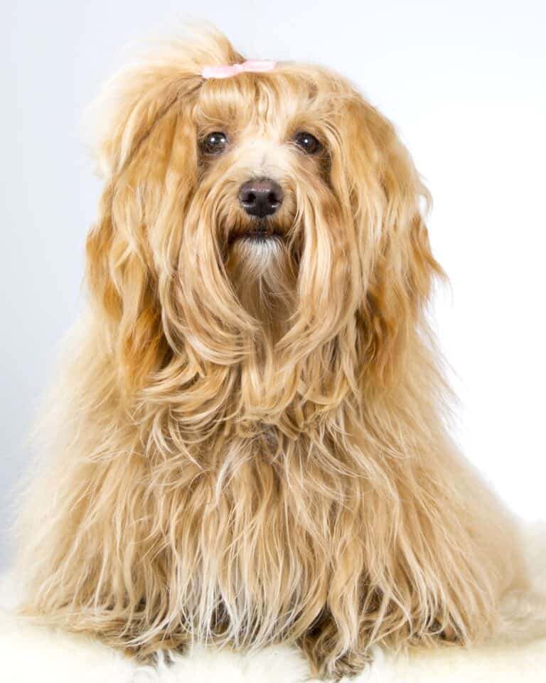 31 Best Havanese Haircuts With Pictures! (2024 Updated)