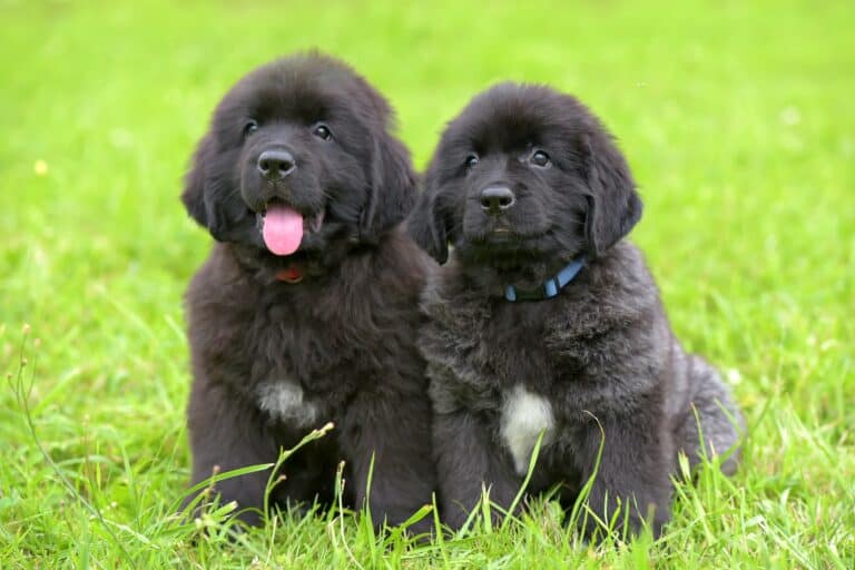 10 Best Newfoundland Breeders (2024 Updated)