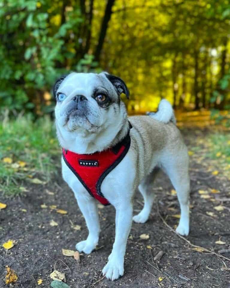 Panda Pug Facts About the Rare Pug Color (With Pictures)