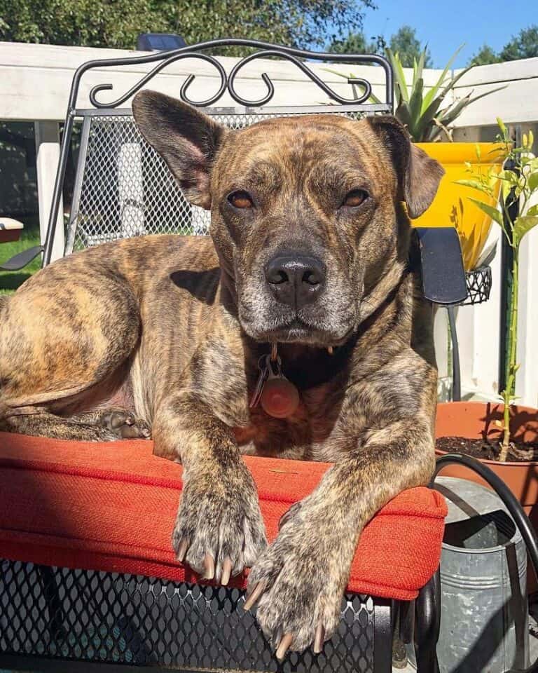 Mountain Cur Pitbull Mix Breed Info, Pictures, Traits & Facts