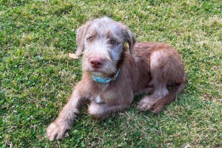 Pitbull Poodle Mix: Breed Information, Pictures, Traits & Facts