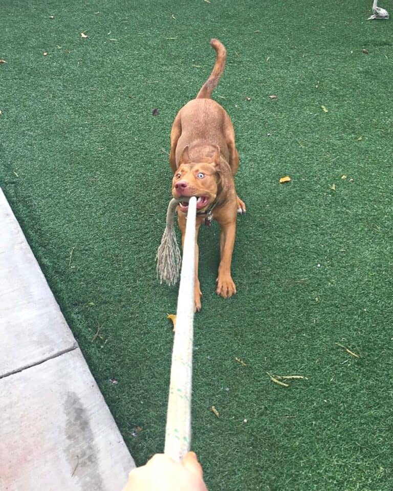 Pitbull Wolf Mix Info, Pictures, Traits, Controversy & Facts