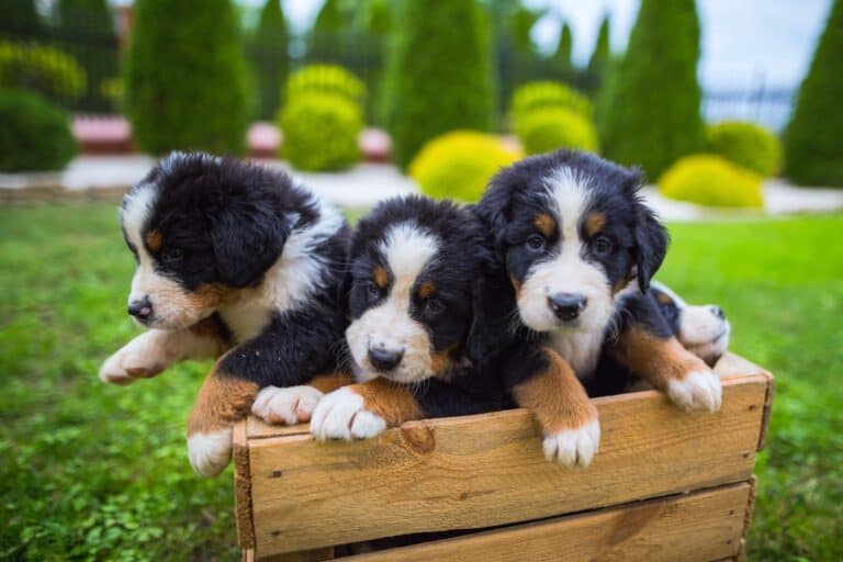 10 Best Bernese Mountain Dog Breeders (2024 Updated)