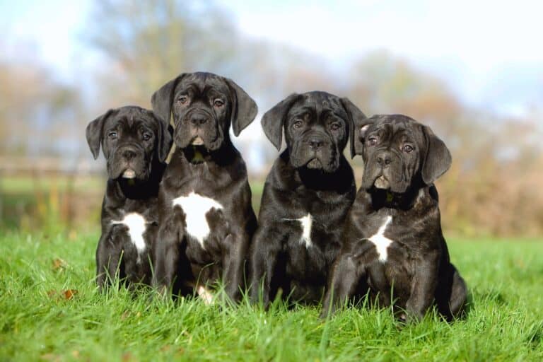 10 Best Cane Corso Breeders (2024 Updated)