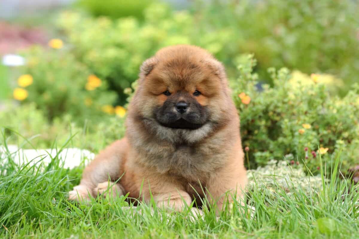 10 Best Chow Chow Breeders (2024 Updated)