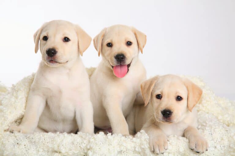 10 Best Labrador Retriever Breeders (2024 Updated)