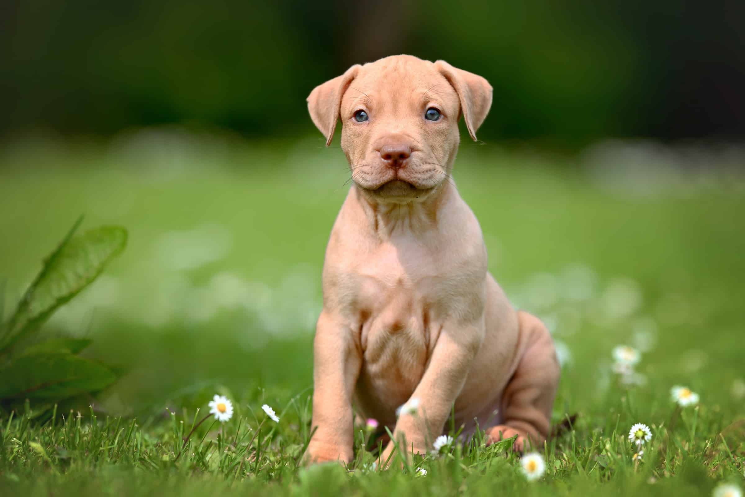 10 Best Pitbull Breeders (2023 Updated) Happy Dog Breeds