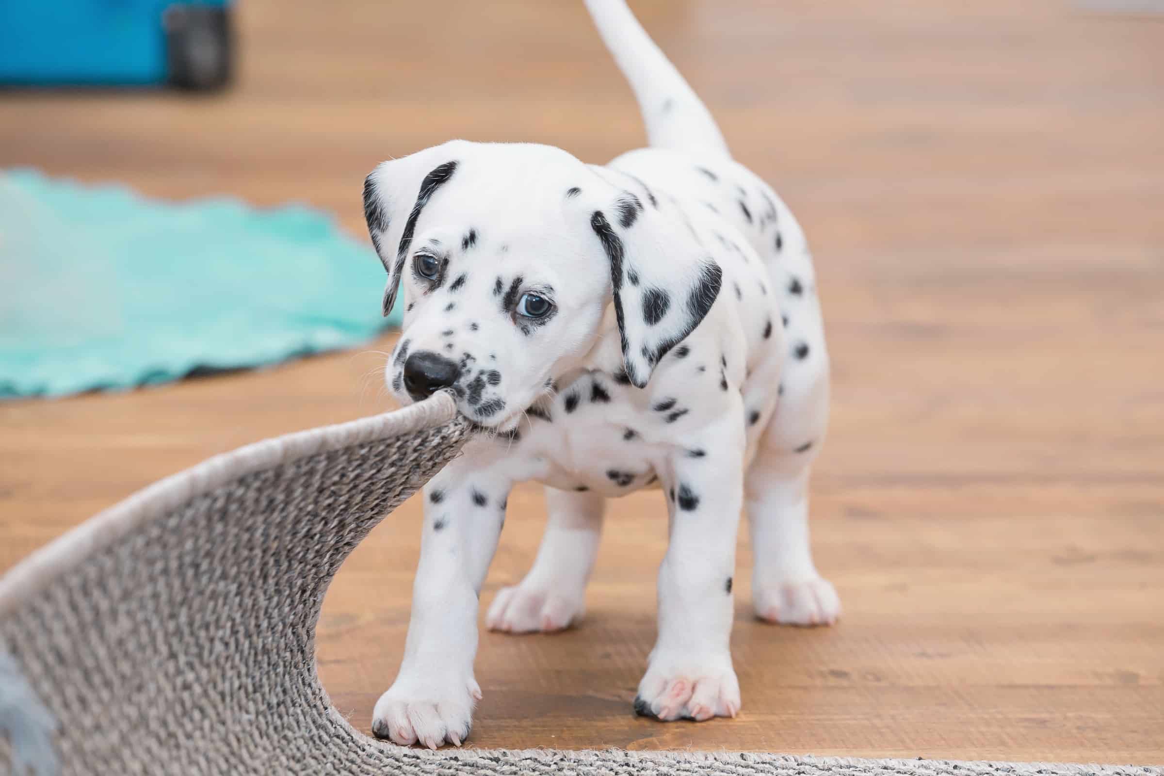 How Much Does a Dalmatian Cost? (2023 Updated)
