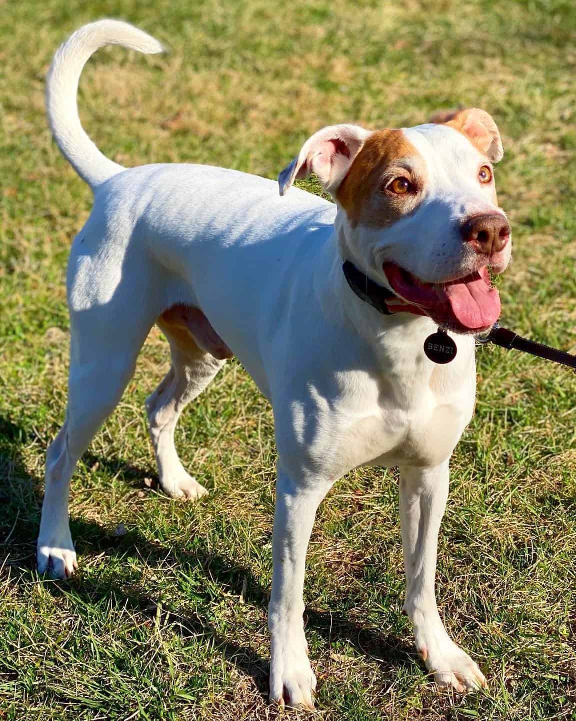 Pointer Pitbull Mix Information, Pictures, Traits & Facts