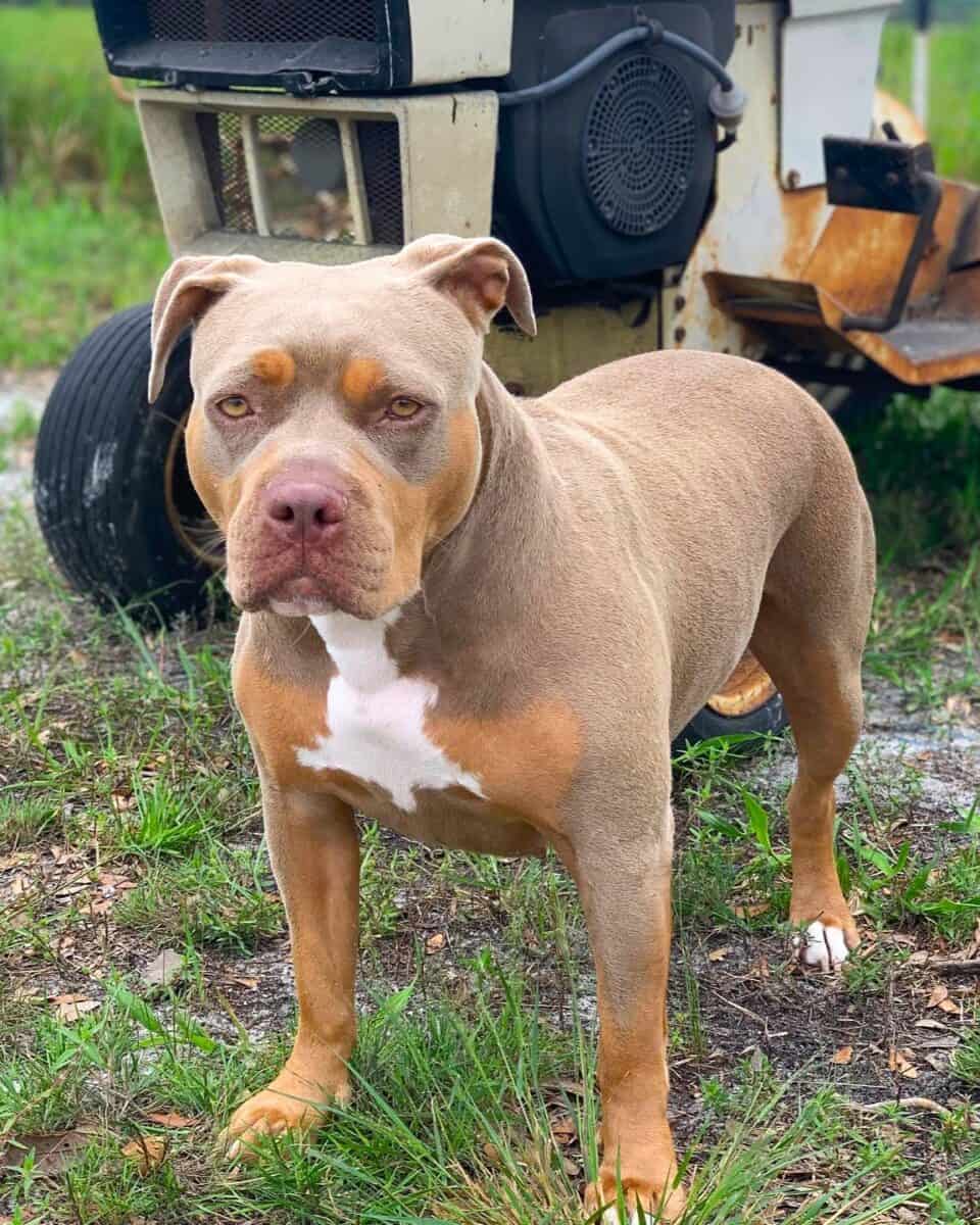 purple tri pitbulls