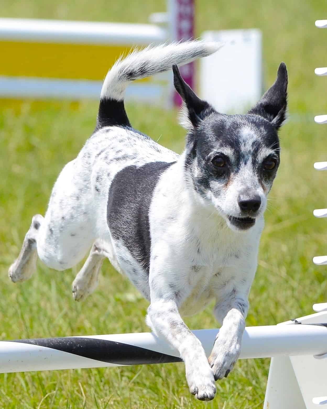 24 Small Dog Breeds With Short Hair (Low Grooming Needs)