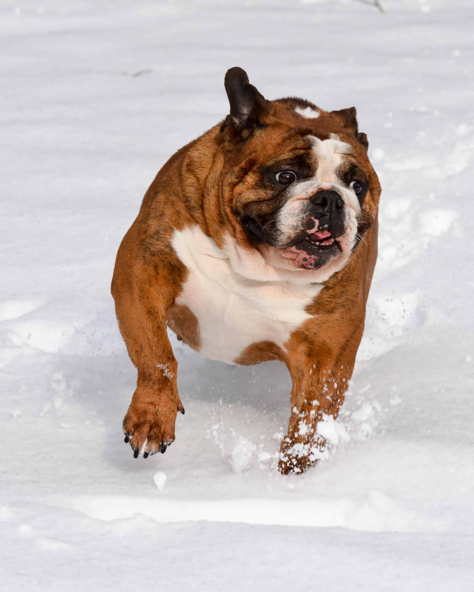 18 English Bulldog Colors & Markings (With Pictures)