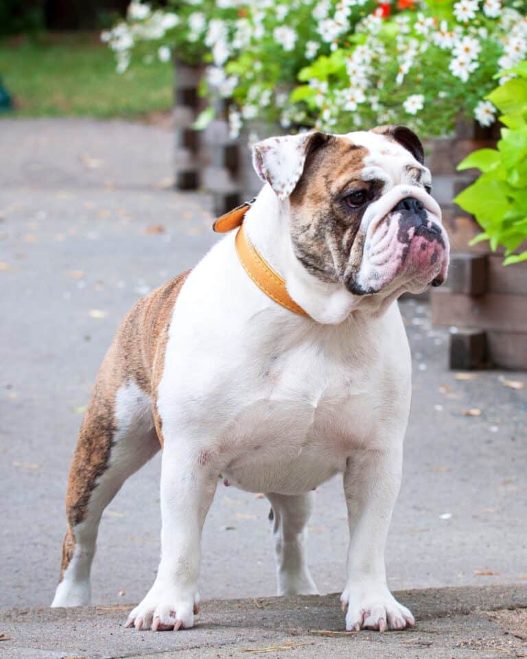 18 English Bulldog Colors & Markings (With Pictures)