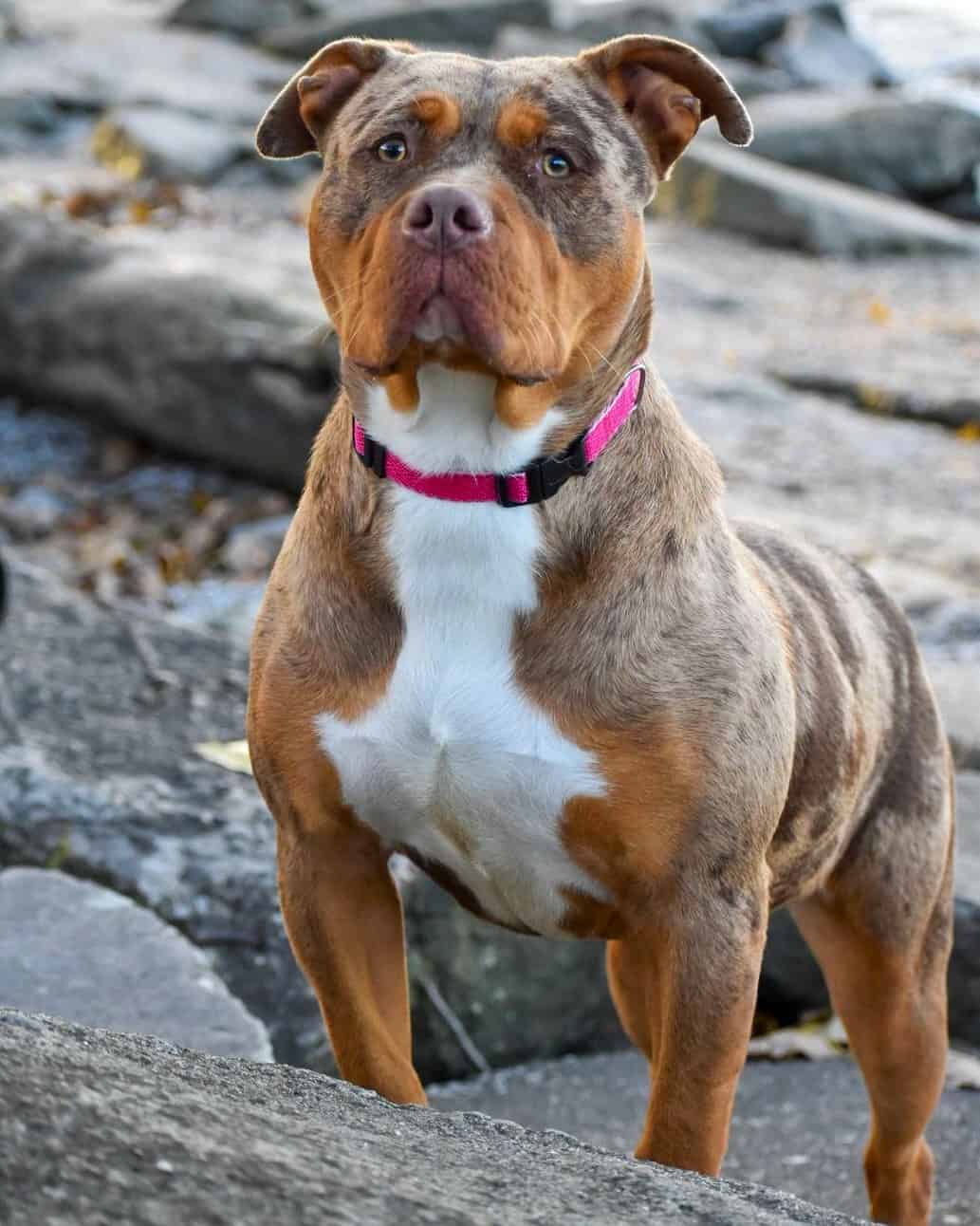 TriColor Pitbull Breed Info, Pictures, & Facts