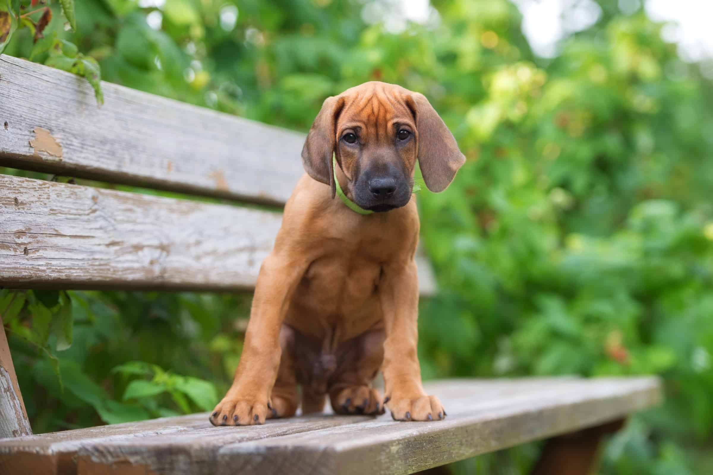 10 Best Rhodesian Ridgeback Breeders (2023 Updated)