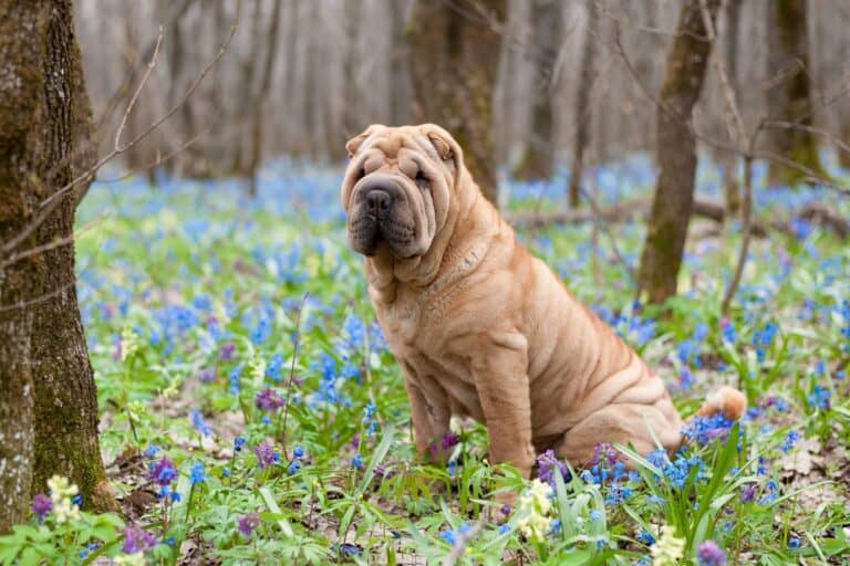 10 Best Shar-Pei Breeders (2026 Updated) - Happy Dog Breeds