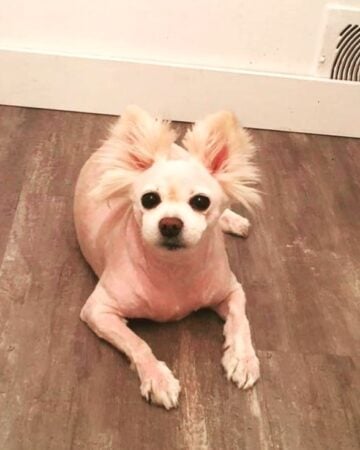 29 Best Pomeranian Haircuts With Pictures! (2025 Updated)