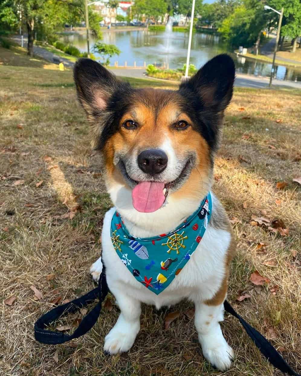 Sheltie Mix (Pembroke Sheltie) Info, Pictures & Facts