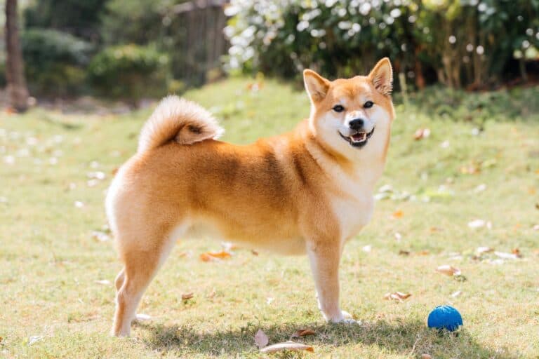 10 Best Shiba Inu Breeders (2024 Updated) Happy Dog Breeds