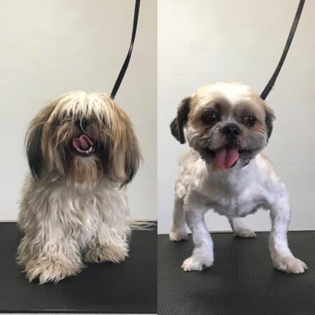 Gallery Detail: 28 Best Shih Tzu Haircuts With Pictures 2026 Updated