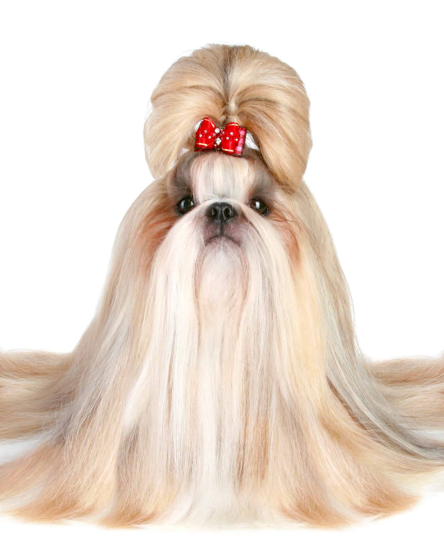 28 Best Shih Tzu Haircuts With Pictures! (2024 Updated)