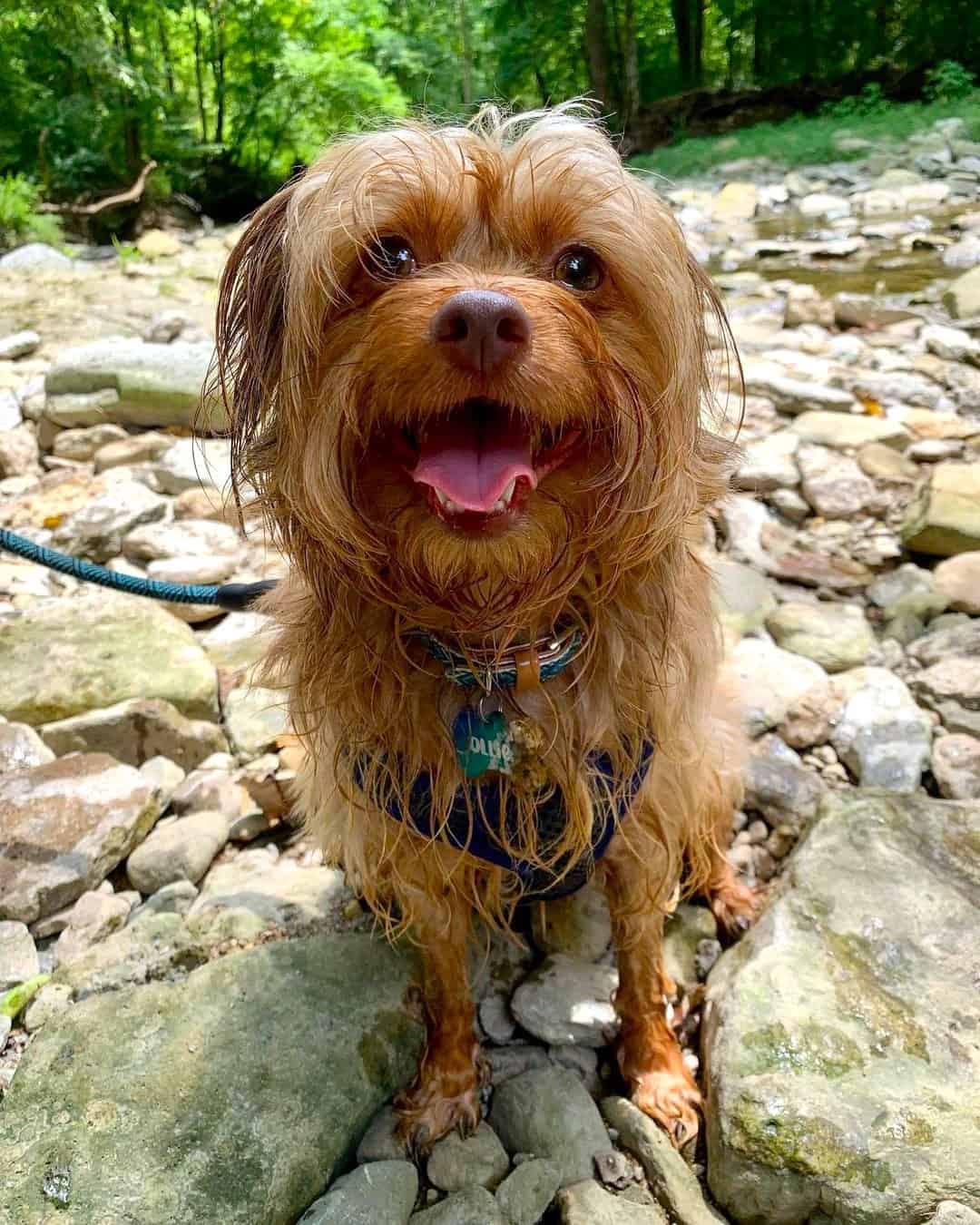 Stunning Life Span Of A Shorkie Pictures