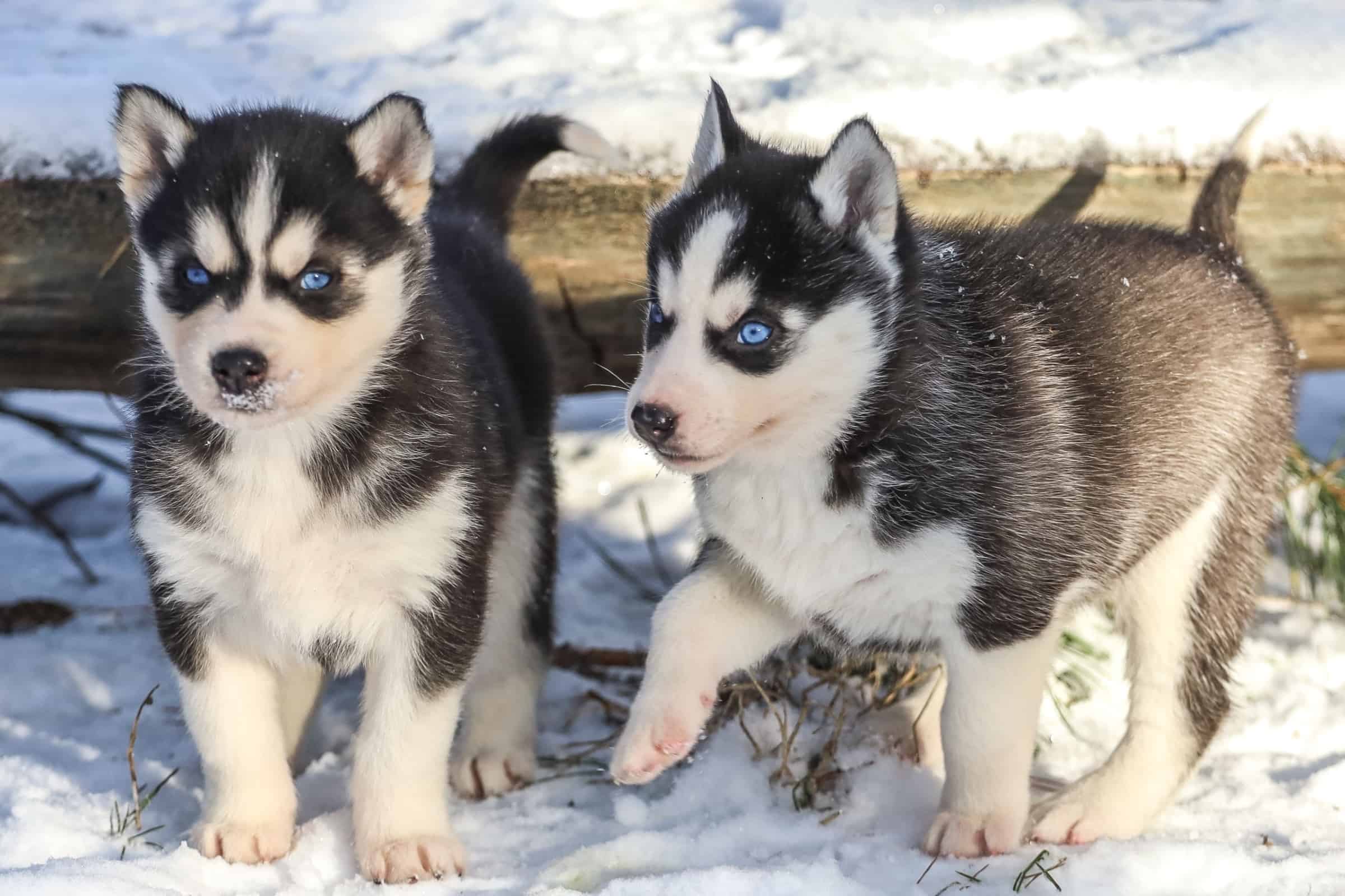 20 Siberian Husky Colors, Markings & Patterns (With Pictures)