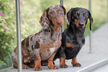 24 Small Dog Breeds With Short Hair (Low Grooming Needs) - Short Coated Dog Breeds
