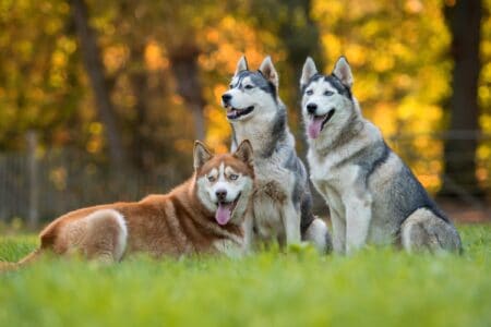Rust Color Husky 20 Siberian Husky Colors, Markings & Patterns (With Pictures)