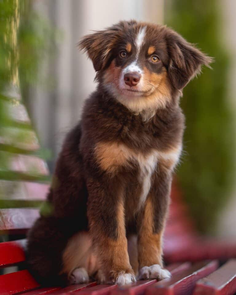 Aussie Color Patterns 16 Australian Shepherd Colors & Patterns (With Pictures)