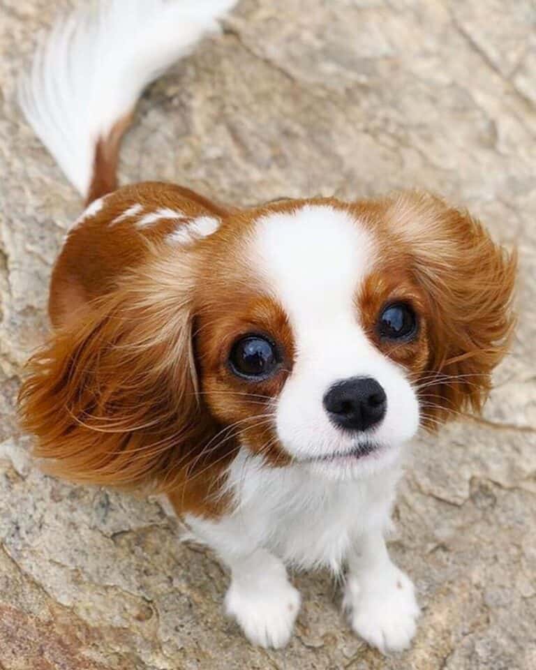 Teacup King Charles Spaniel Info, Pictures, Traits & Facts