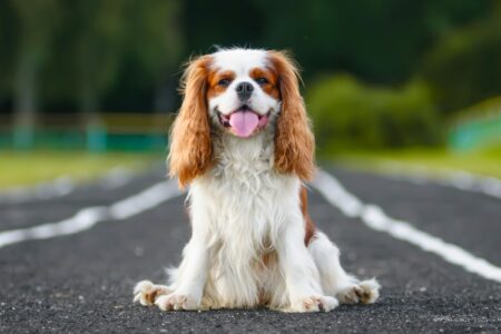 Teacup King Charles Spaniel: Info, Pictures, Traits & Facts